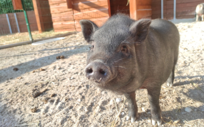 Prase Kune Kune a Göttingenské miniprase – Farmapark u Toma